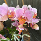 Phalaenopsis Santos