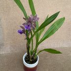 Zygonisia Rhein Blue Angel * vonná