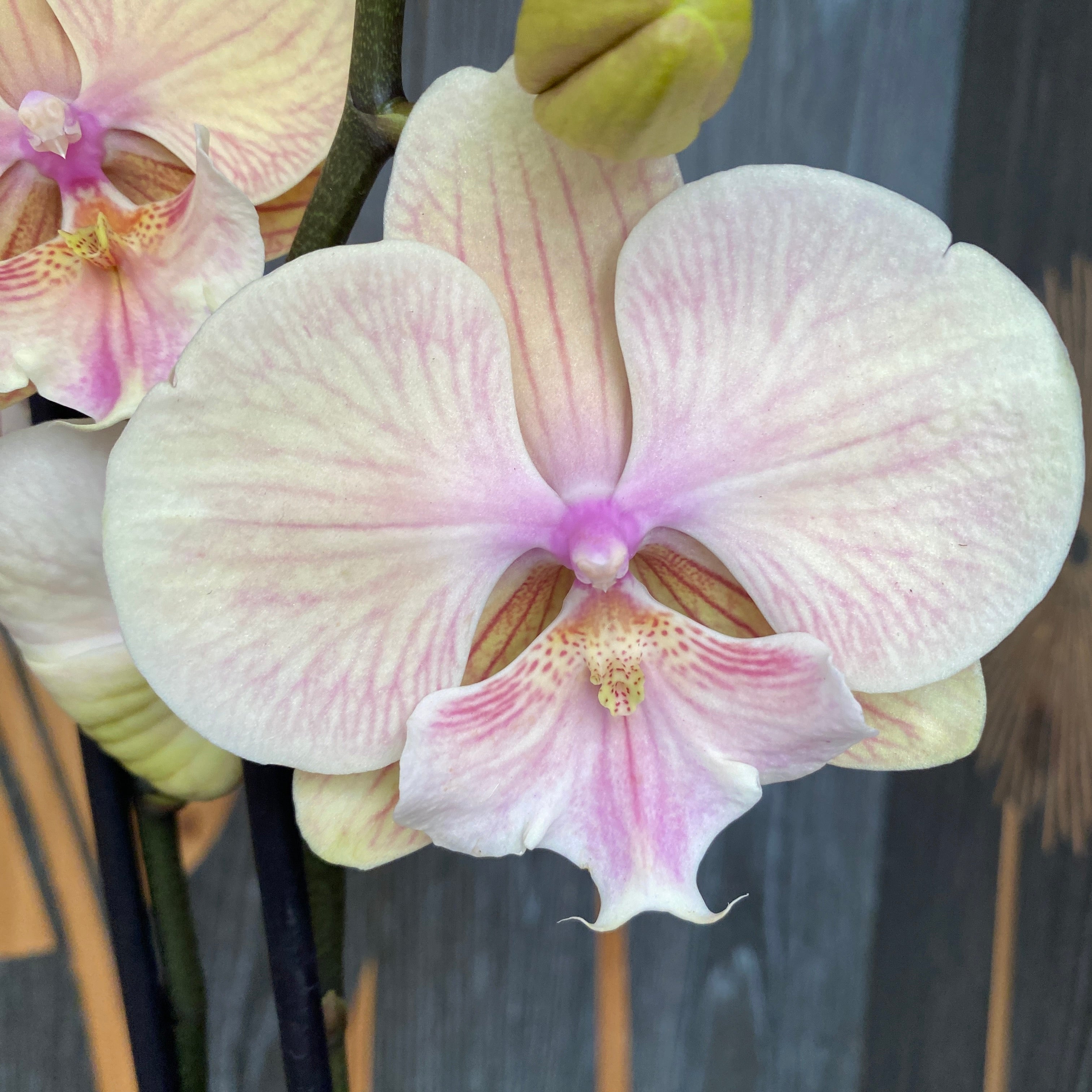 Phalaenopsis Sunset KizZ (μεγάλο χείλος)