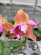 Phalaenopsis Sweet Girl (peloric 3lips) variation01