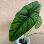 Alocasia puncakborneensis (Alocasia borneensis)