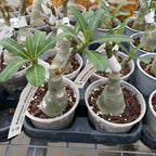 Adenium obesum 'Sun'