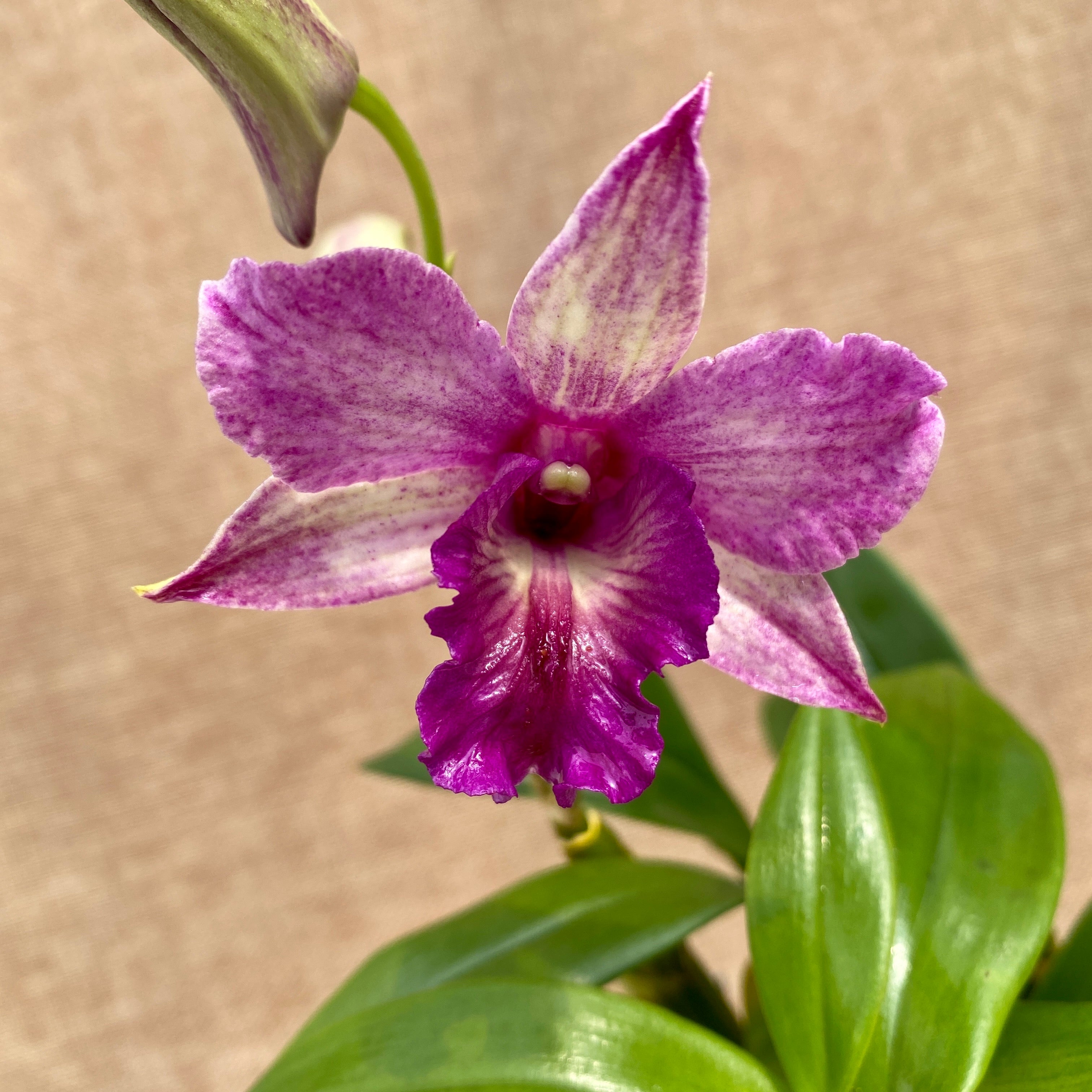 Dendrobium Emma Proud King (Dendrobium Proud Appeal)