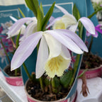 Orhidee de gradina - Pleione mix