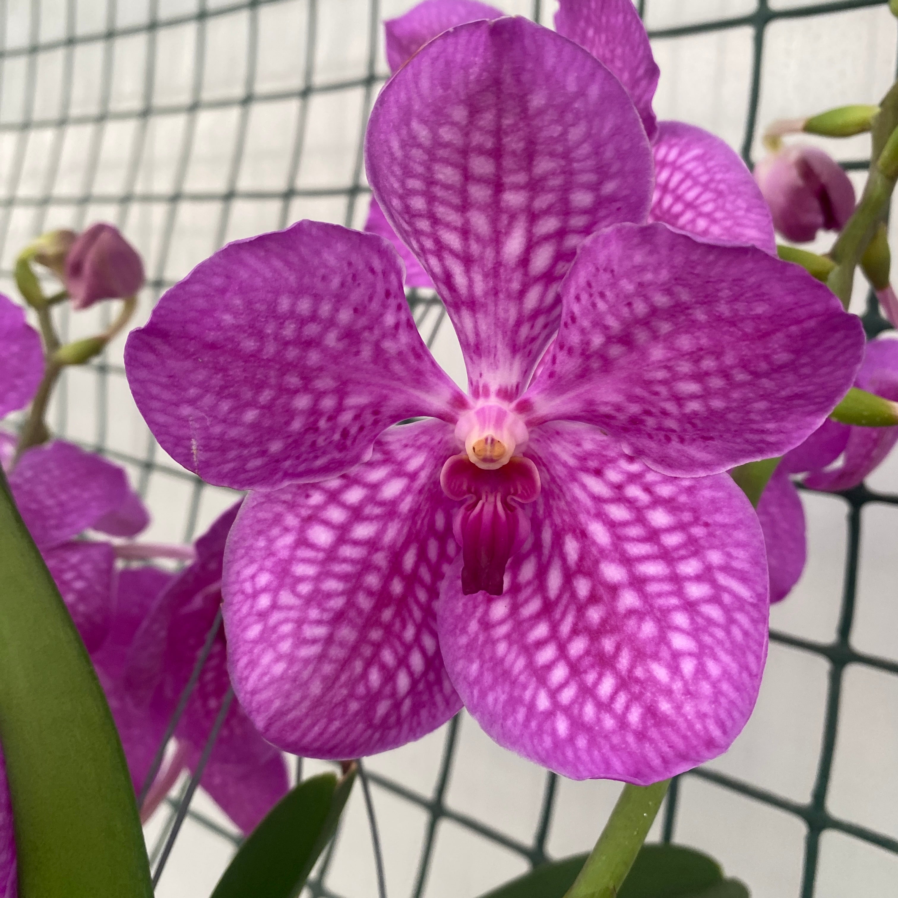 Vanda KANCHANA Magic Pink