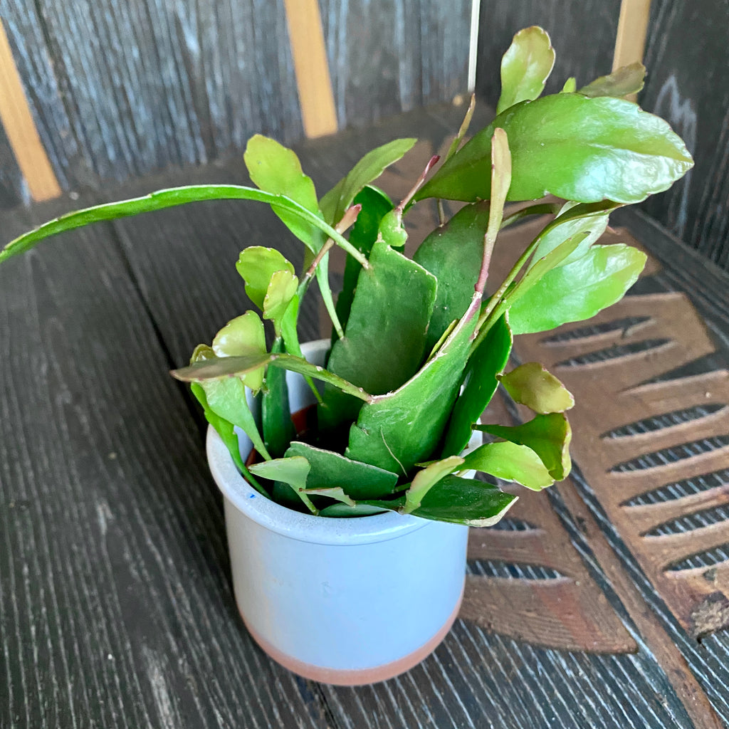 Pseudorhipsalis ramulosa (Rhipsalis corail rouge) D5 *jeune plante