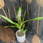 Zygopetalum parfumat ZYGO30