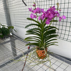 Vanda KANCHANA Magic Pink