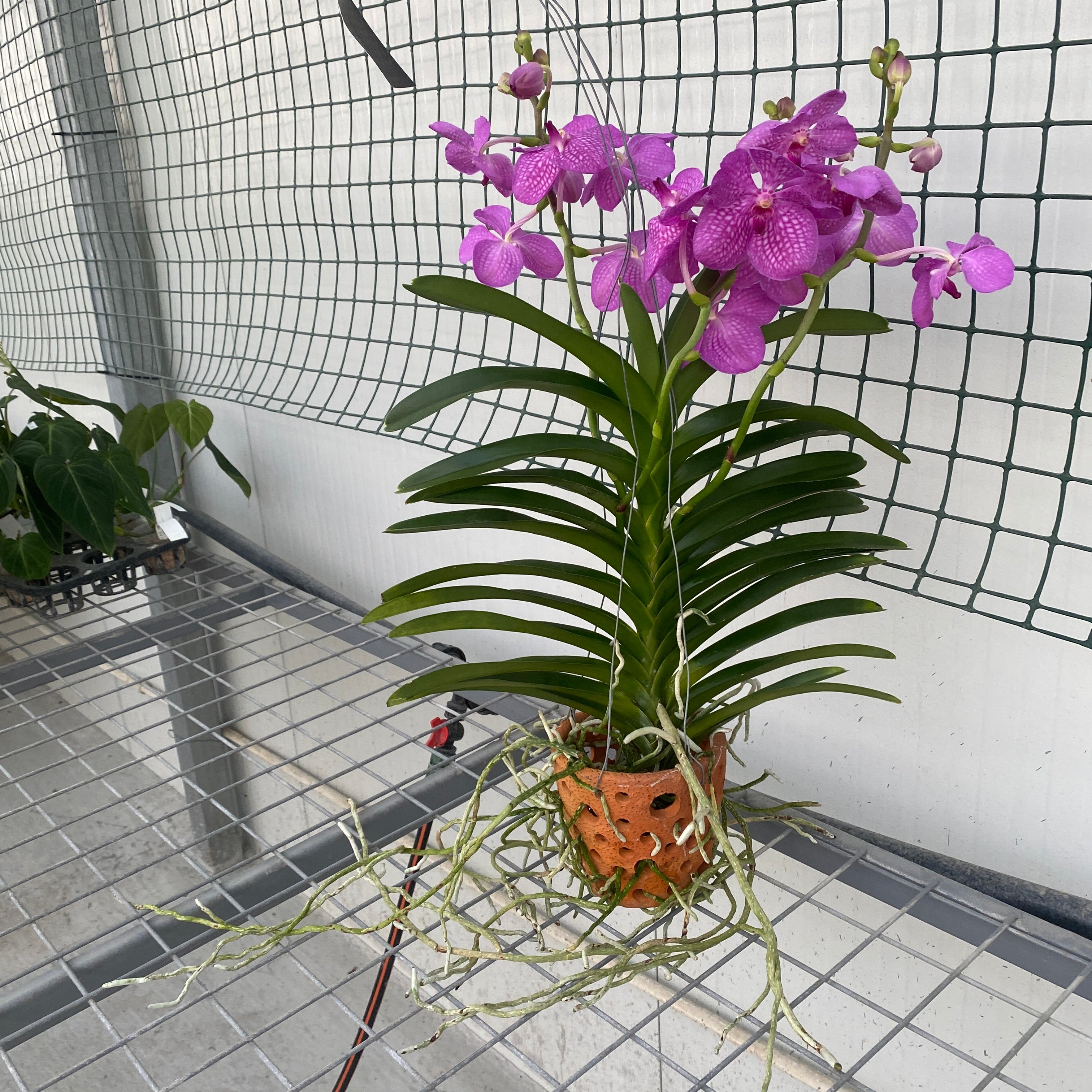 Vanda KANCHANA Magic Pink