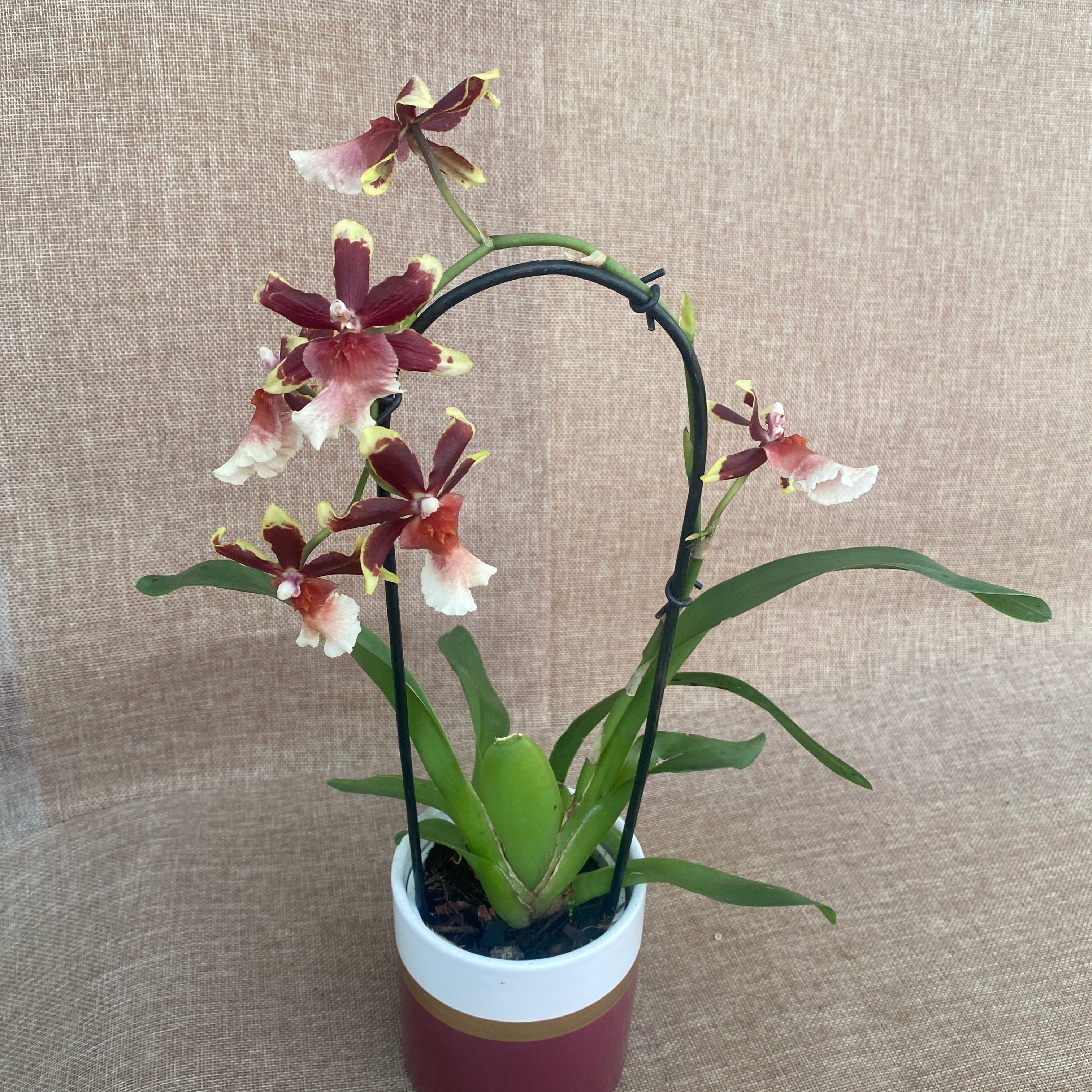 Oncostele Wildcat 'Rainbow' D9