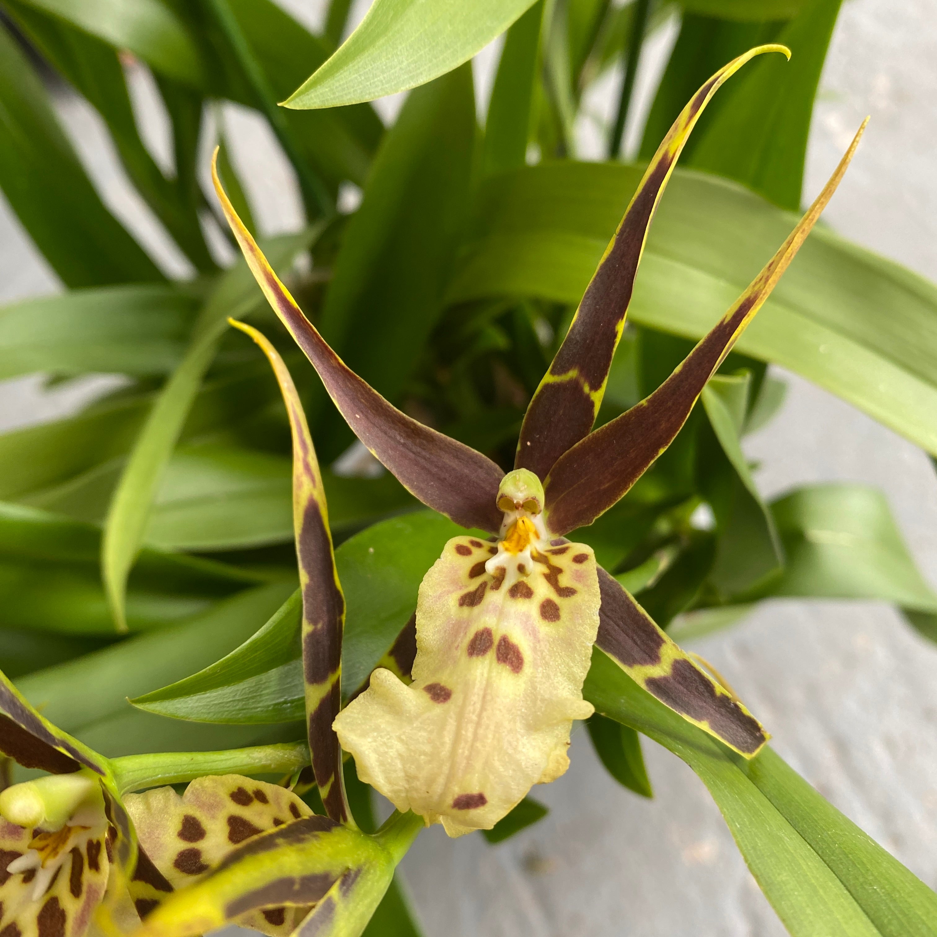 Miltassia (Bratonia) Shelob Golden Spider duftend - XL Exemplare