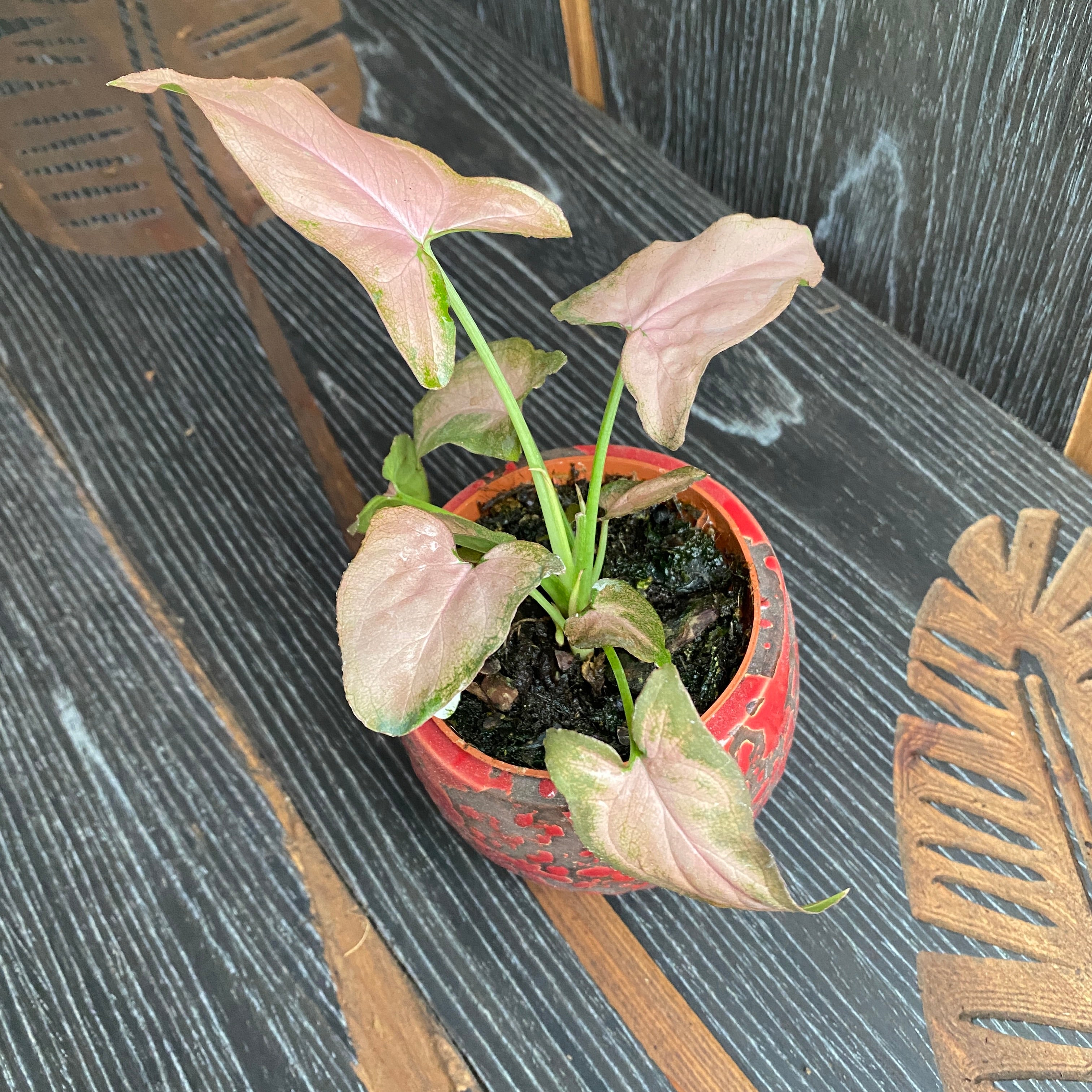 Syngonium Pink Allusion (babyplant)