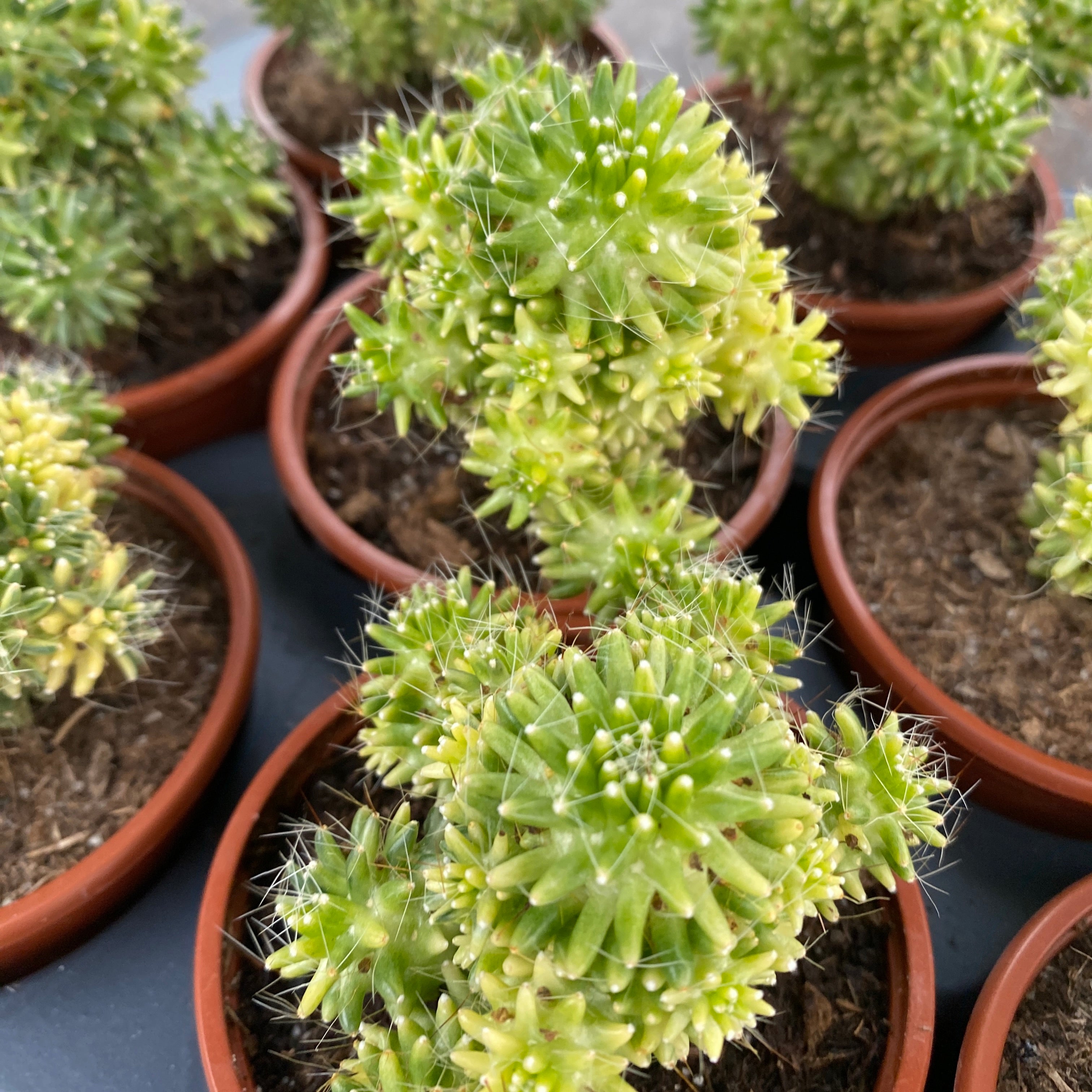 Mammillaria painteri variegata