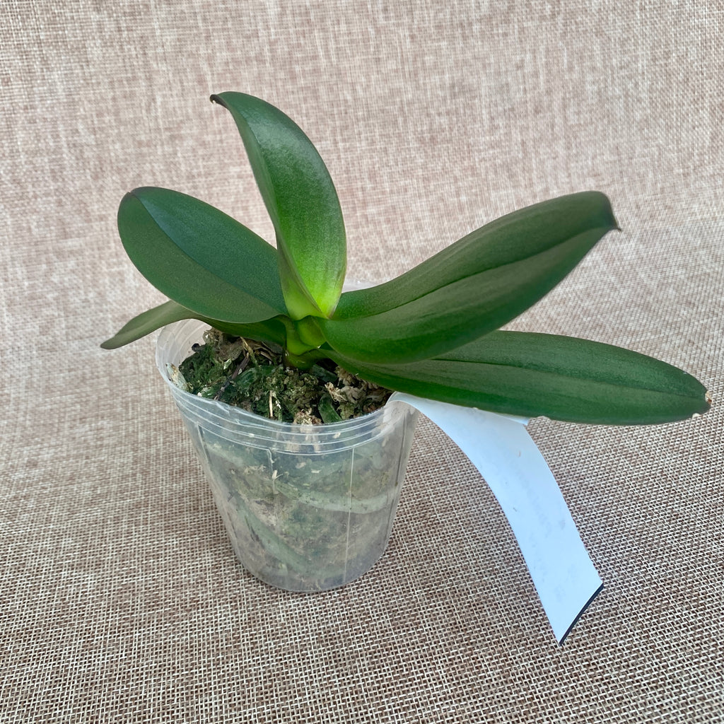 Phalaenopsis Cappuccino