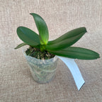 Фаленопсис Капучино