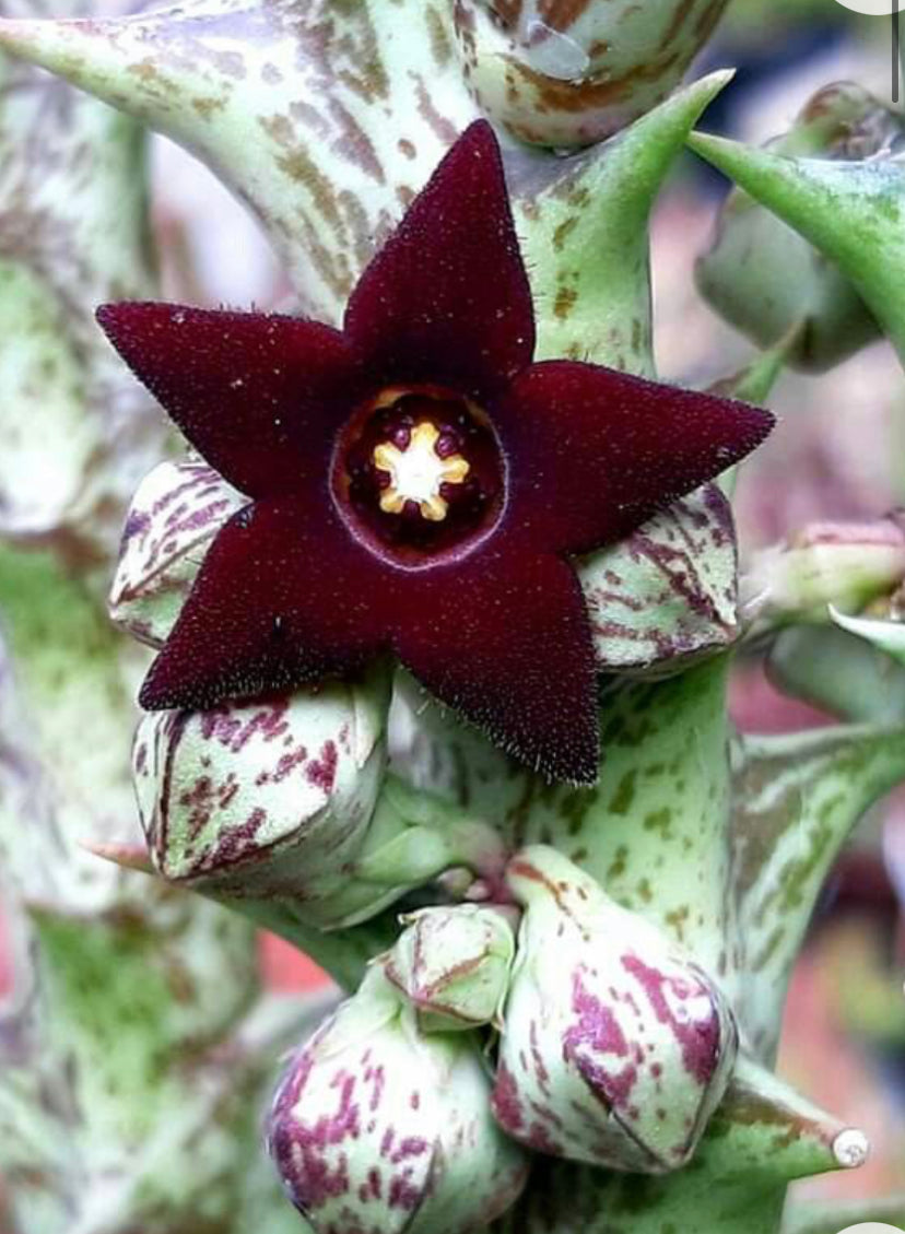 Stapelia orbea decaisneana - steaua serifului
