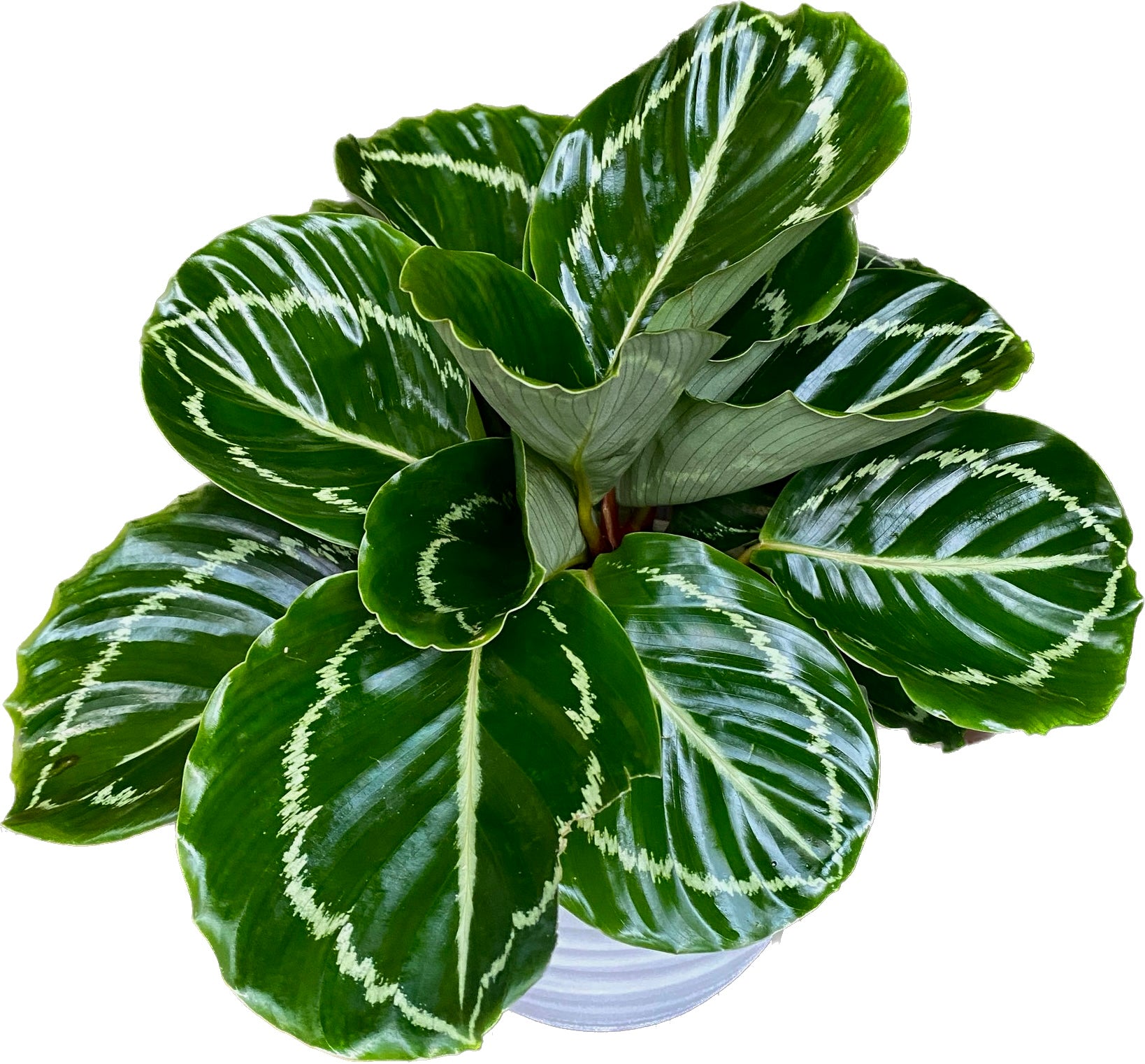 Calathea ‘Apple Bee’