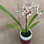 Odontoglossum Anne Claire D9 - flori parfumate