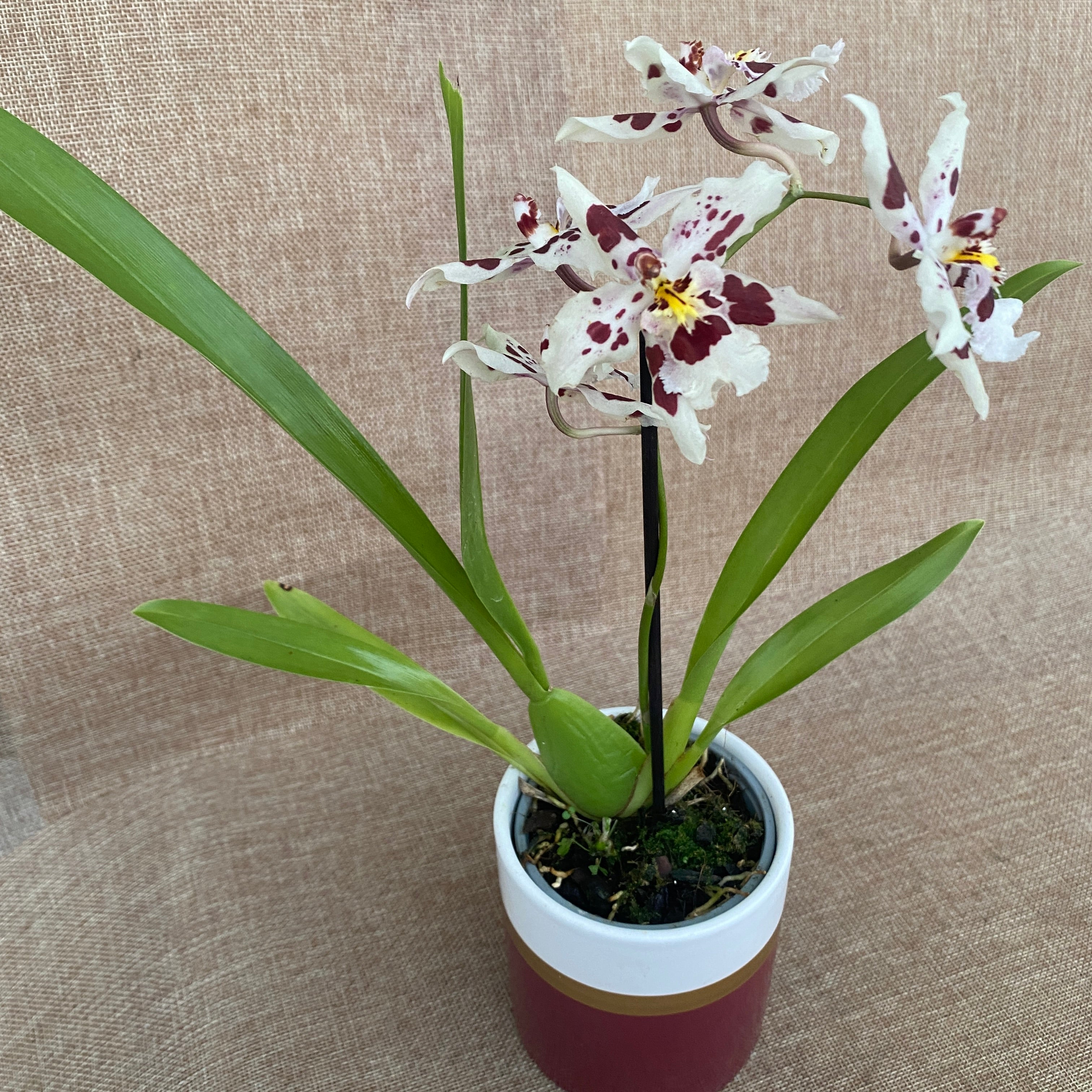 Odontoglossum Anne Claire D9 - duftende Blumen