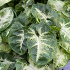 Syngonium ‘Pixie’ – miniatura tropicala cu frunzis decorativ