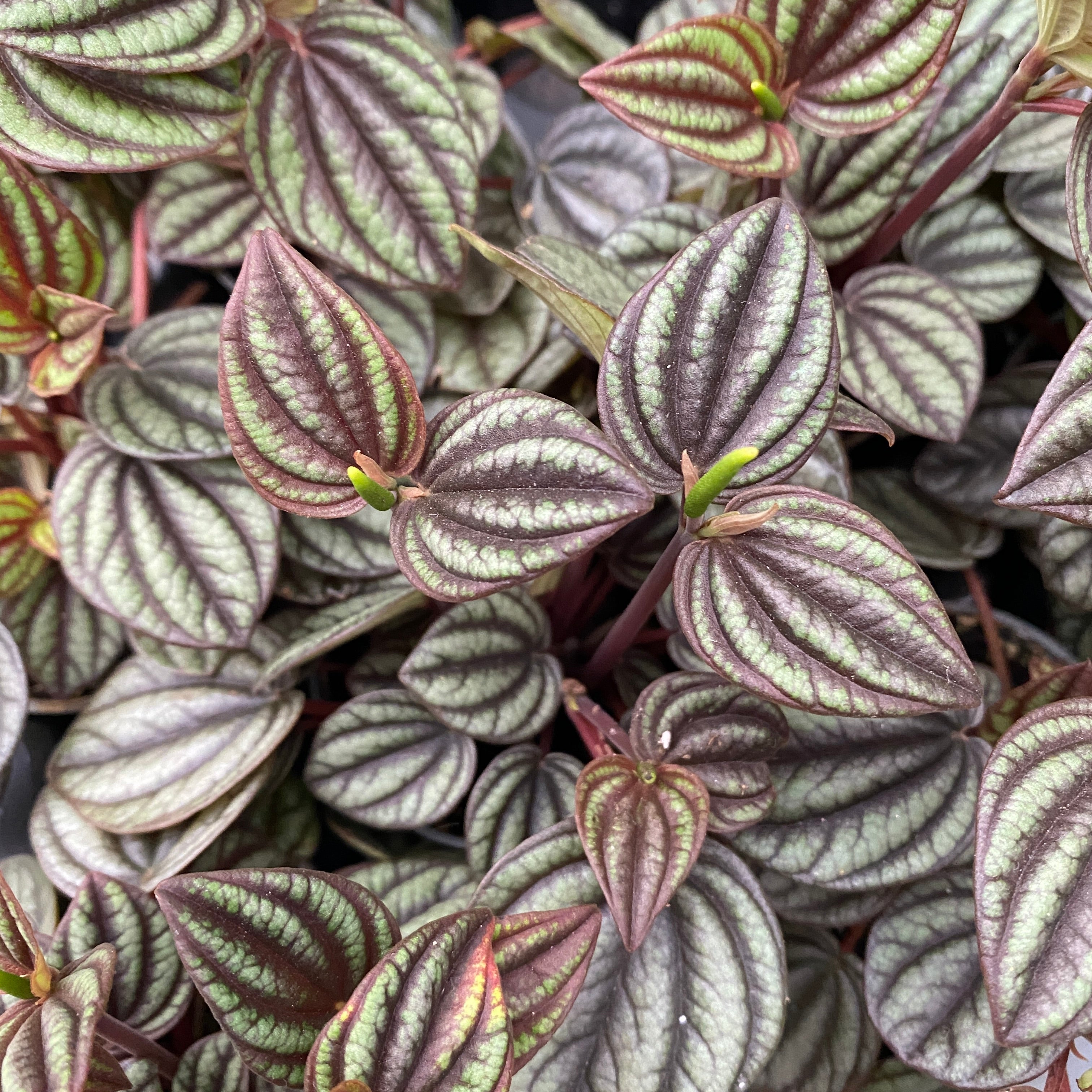 Peperomia albovittata 'Piccolo Banda' babyplant