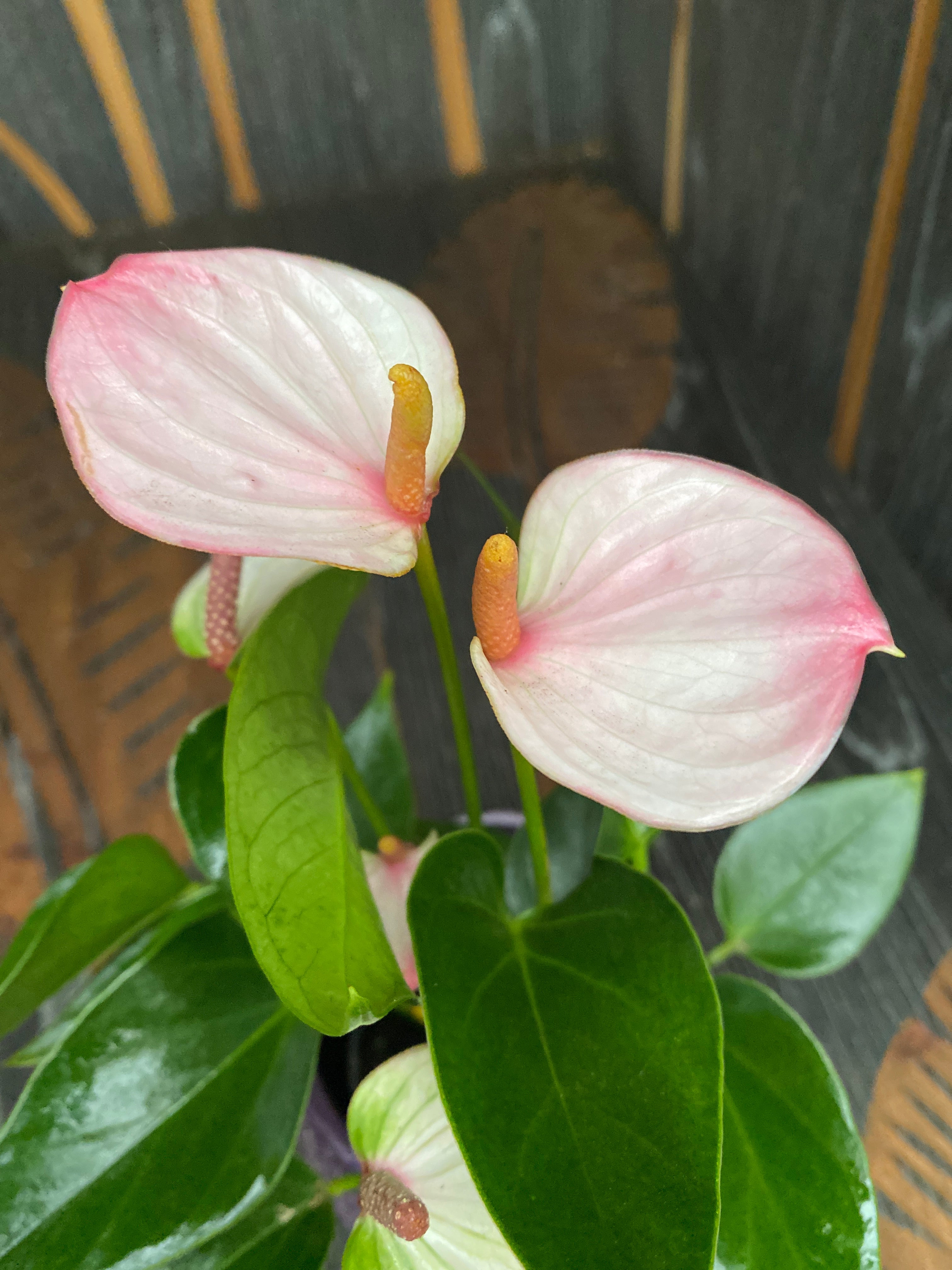 Anthurium 'Lipa Pink'