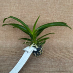 Vanda falcata-denisoniana