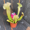 Sarracenia Velvet - Planta Ulcior