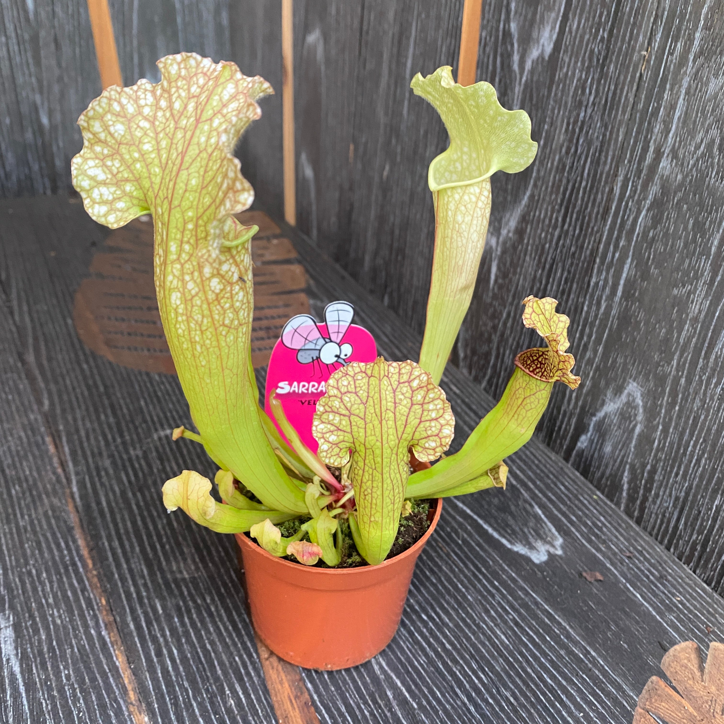 Sarracenia Velvet - Planta Ulcior