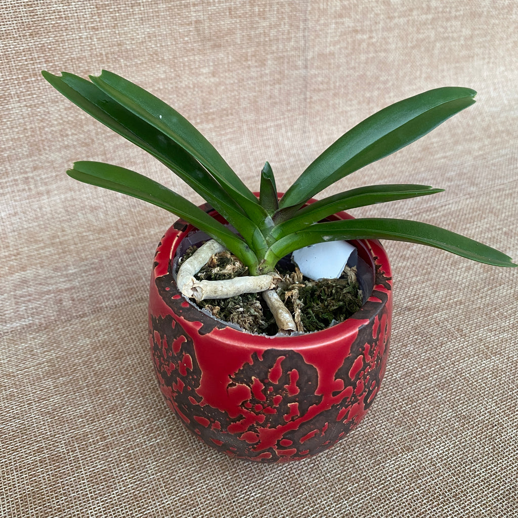 Rhynchostylis retusa