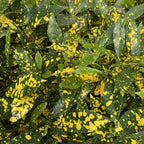 Codiaeum Variegatum Gold Dust (miminko)