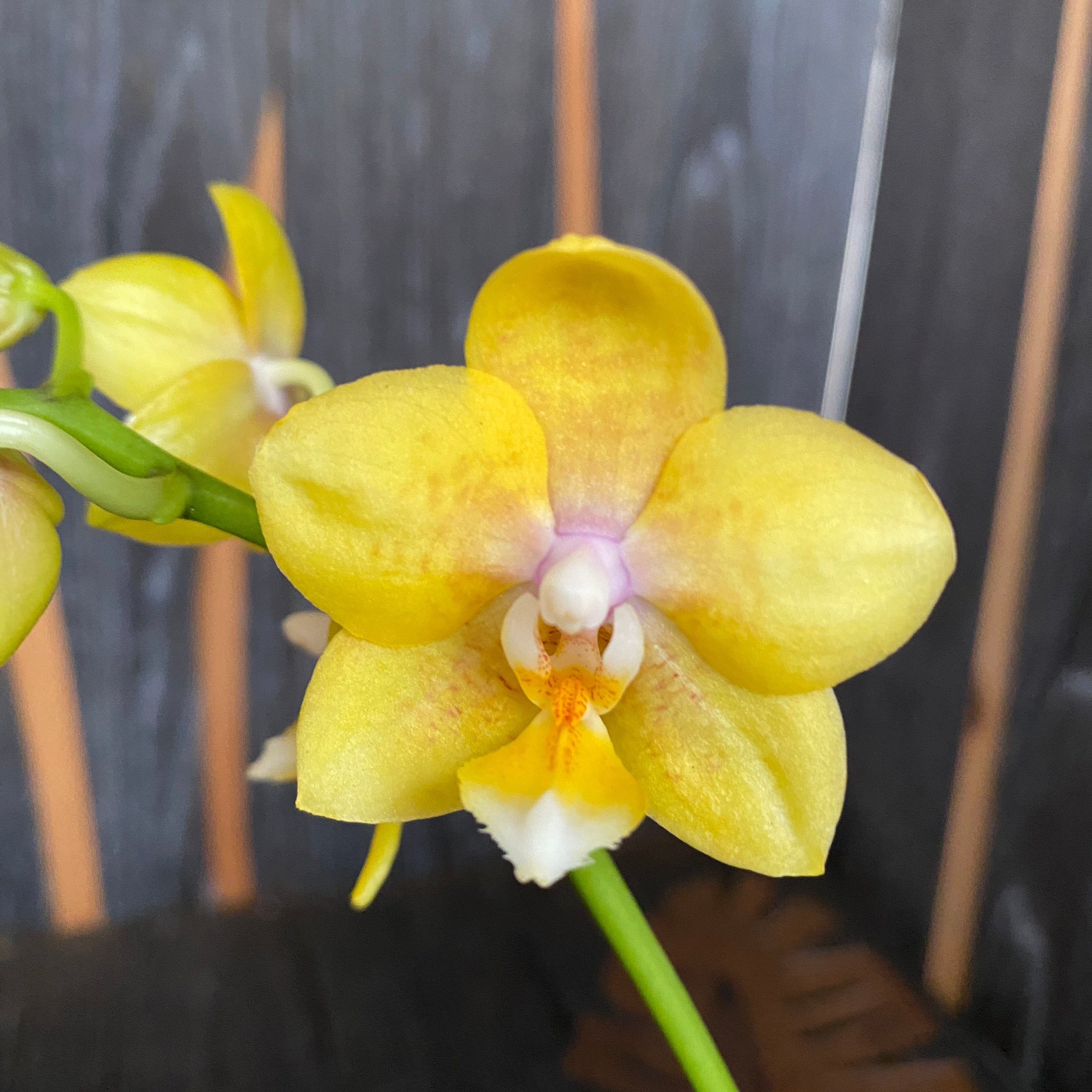 Phalaenopsis 'Younghome Golden Pixie *parfumée