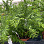 Araucaria heterophylla (sosna z Wyspy Norfolk)