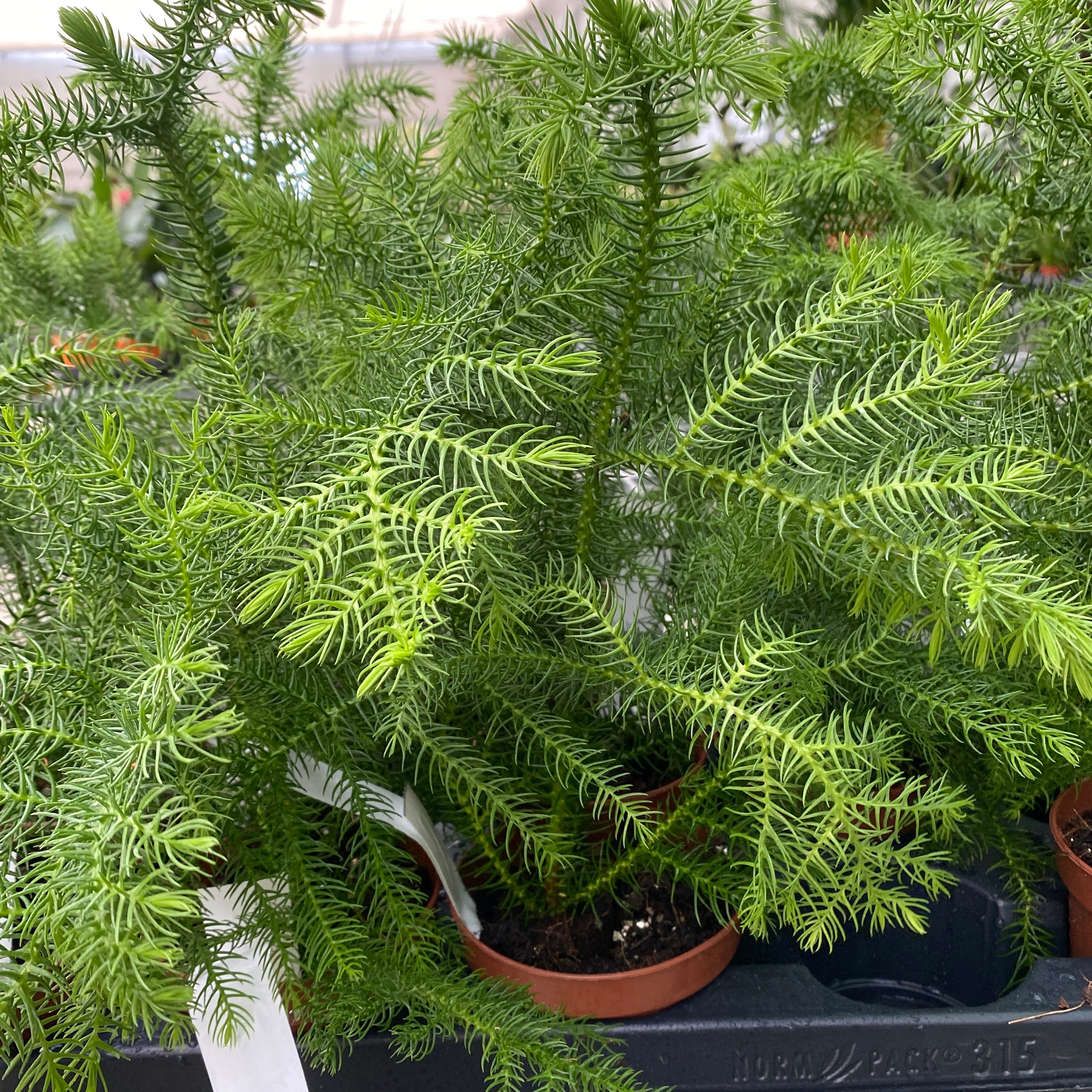 Araucaria heterophylla (Norfolk Island pine)