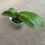 Phalaenopsis stuartiana var. nobilis '915'