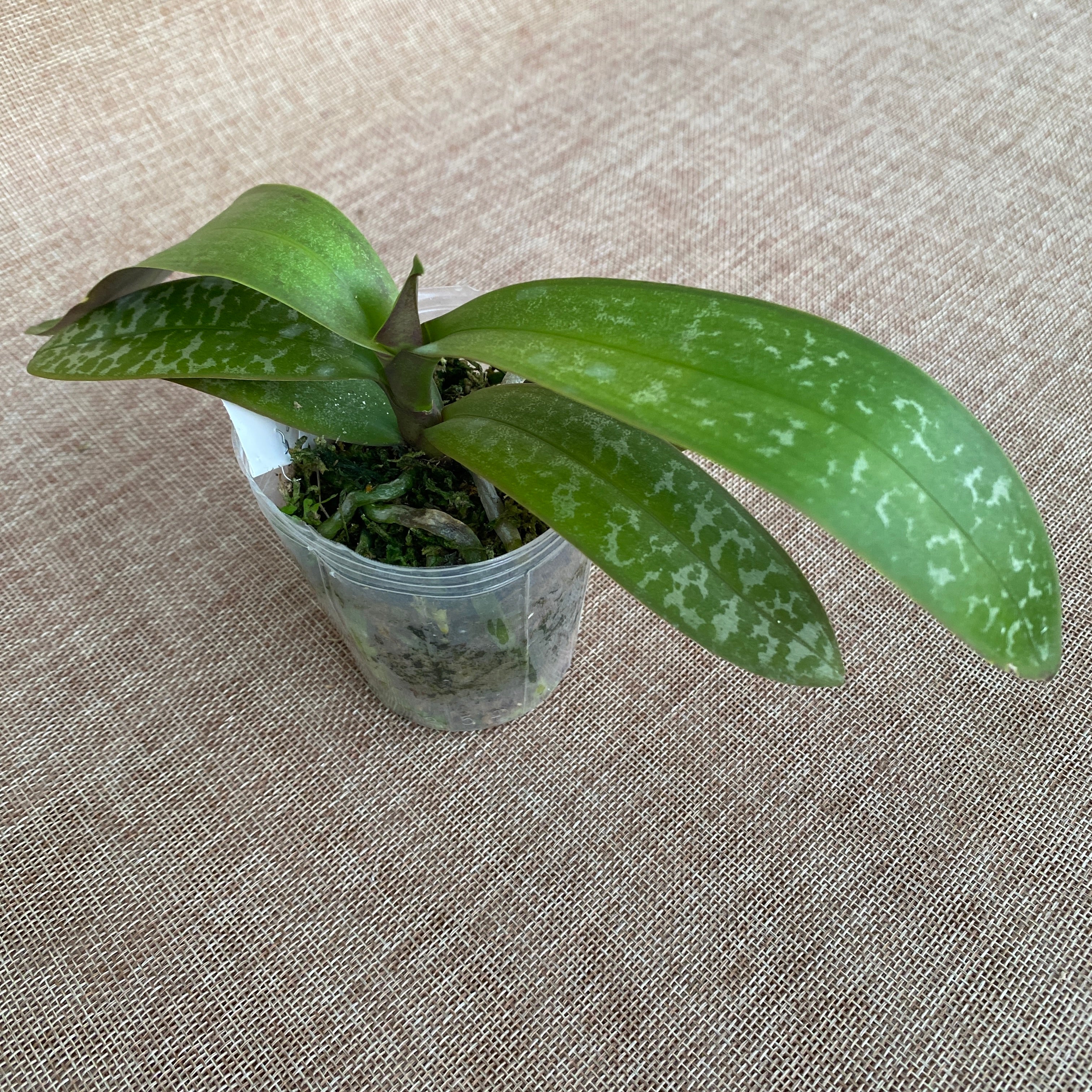 Phalaenopsis stuartiana var. nobilis '915'