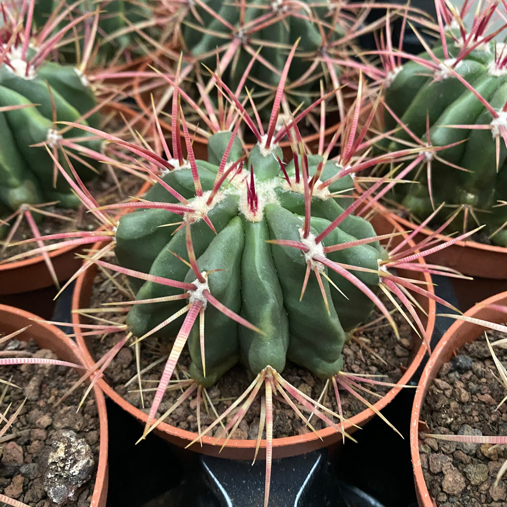 Ferocactus Latispinus D10