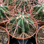 Ferocactus Latispinus D10
