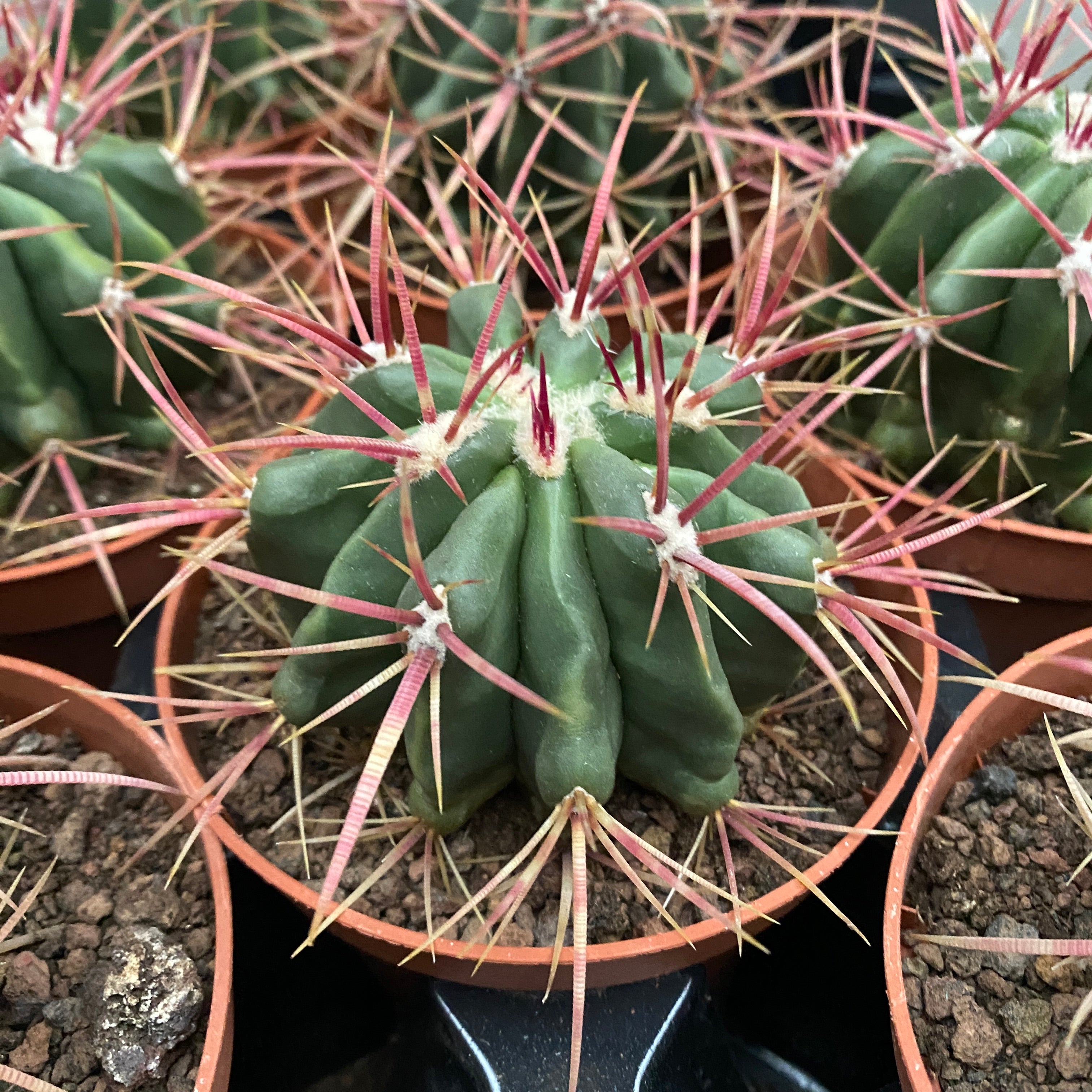Ferocactus Latispinus D10