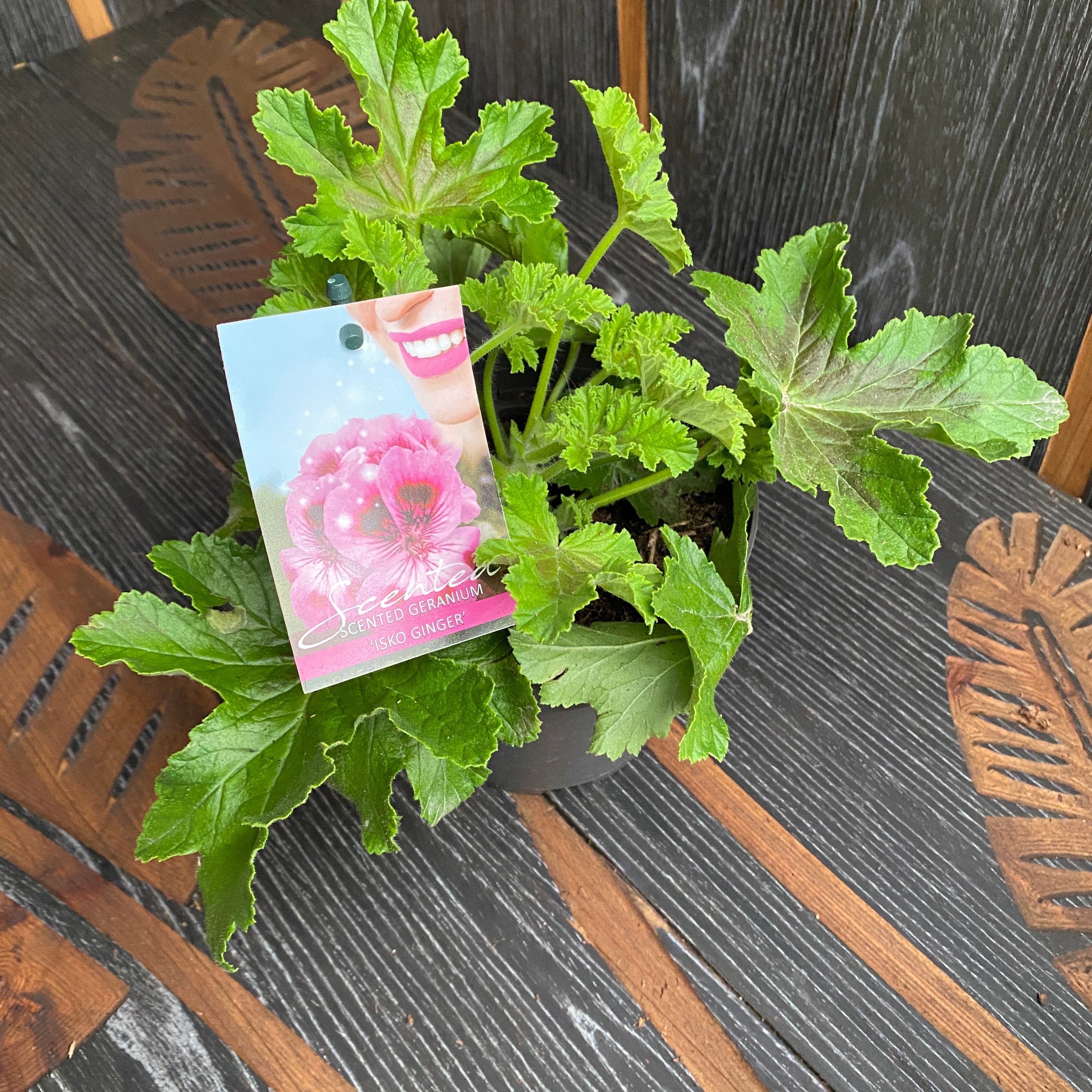Muscate parfumate - Scented Geranium ‘Isko Ginger’(parfum de ghimbir)