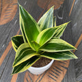 Sansevieria ‘Glimmering Star’ D9