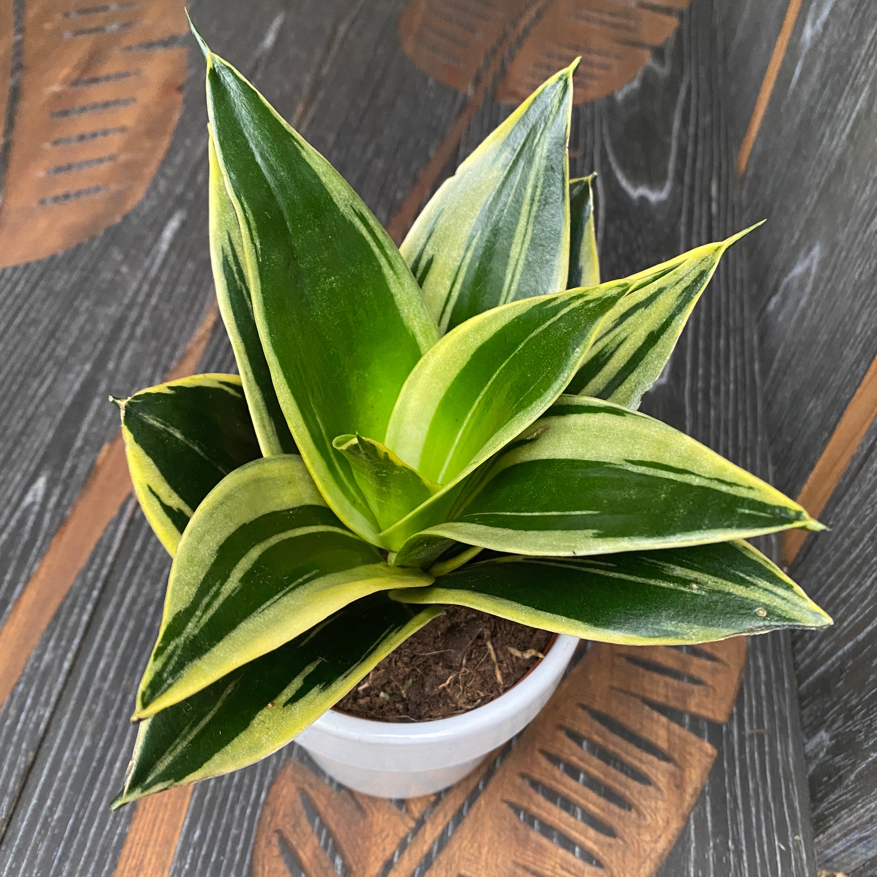 Sansevieria ‘Glimmering Star’ D9