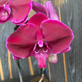 Phalaenopsis Fontano Triton  - floarea XXL