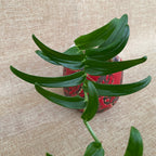 Rhaphidophora tenuis