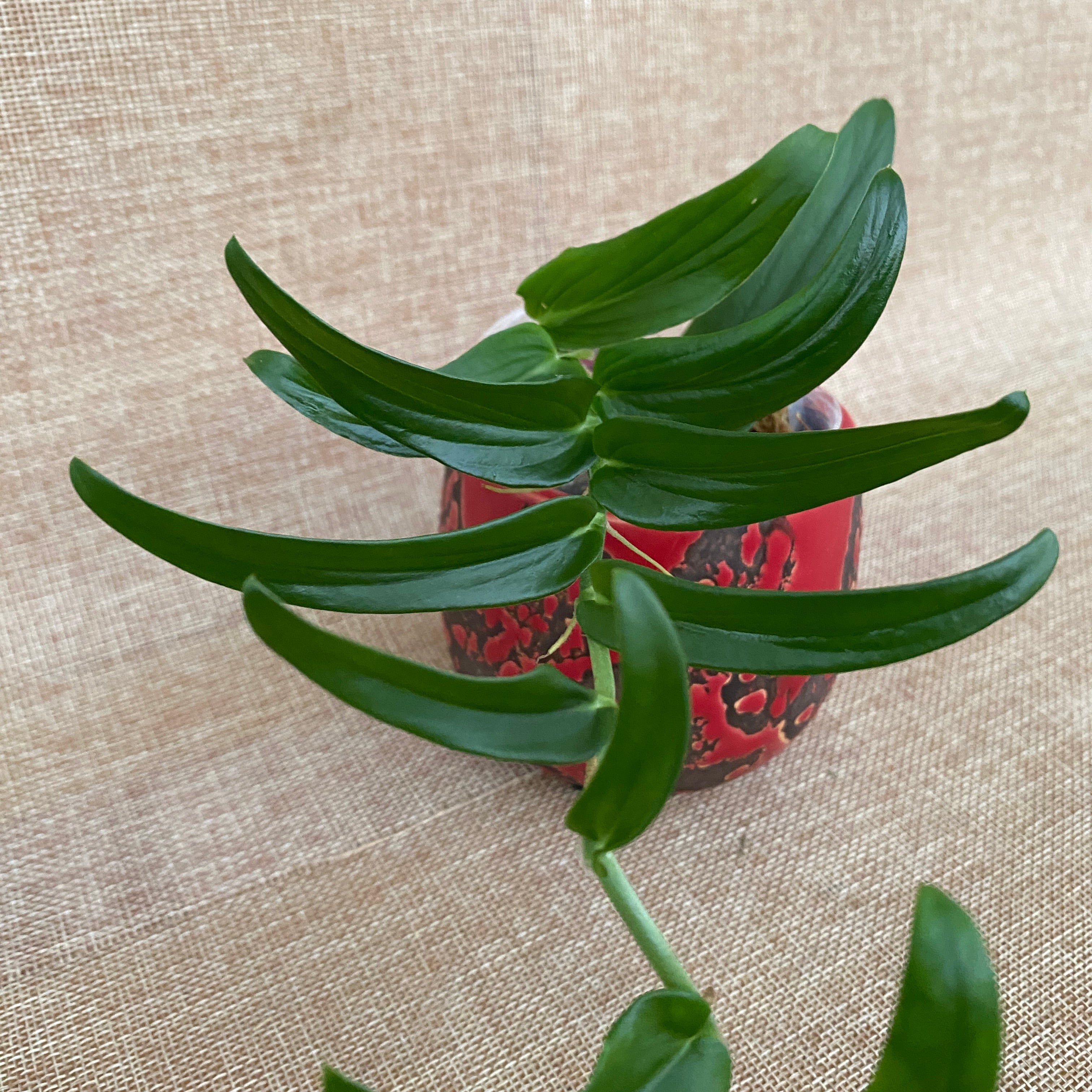 Rhaphidophora tenuis