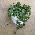 Hoya curtisii D12 - full pots!