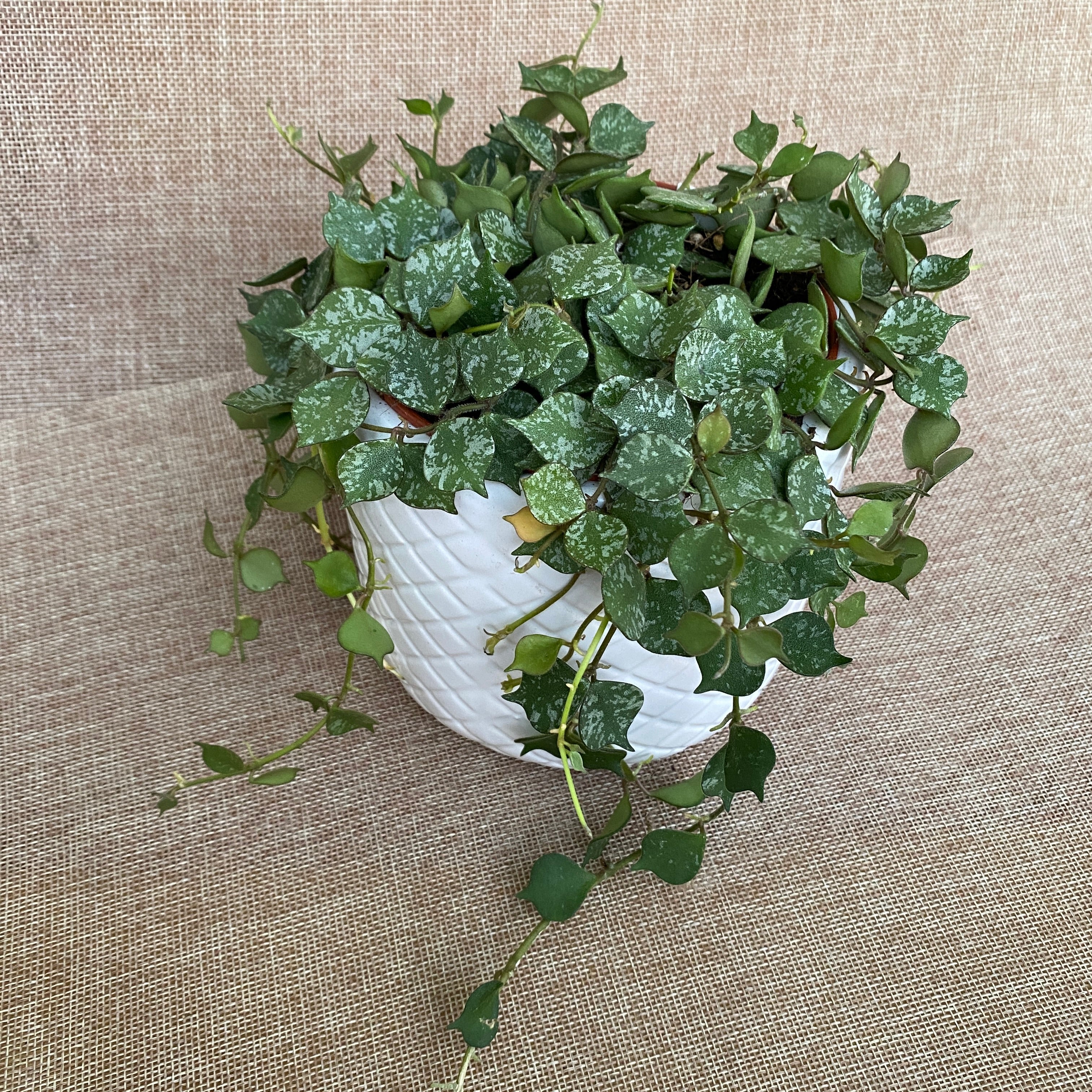 Hoya curtisii D12 - full pots!