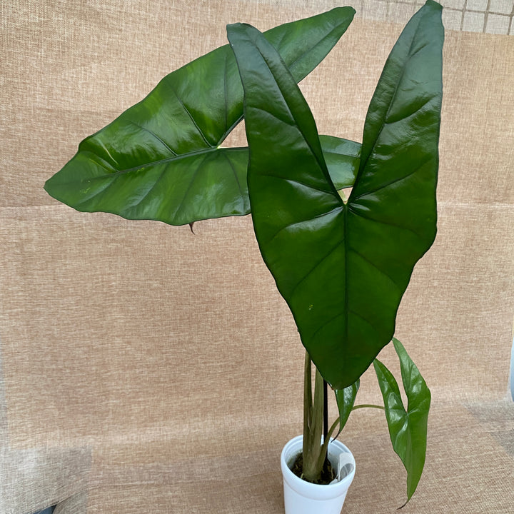 Alocasia princeps 'Purple Cloak'