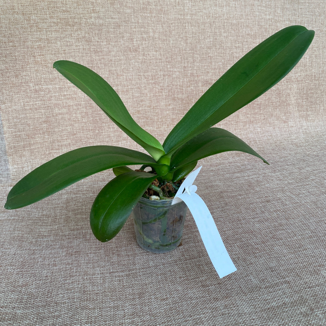 Phalaenopsis Sogo Yukidian 'V3' 