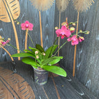 Phalaenopsis Brindisi